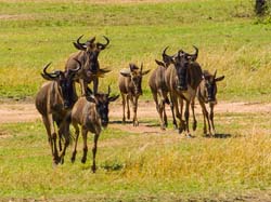 283-Wildebeast Family  5J8E8853