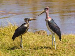 284-Marabou Stork and Juvenile  5J8E8888