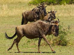 285-Wildebeasts on the Run  5J8E8859