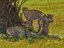 289-Cheetah Family  5J8E8933