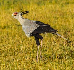 290-Secretarybird  5J8E8972