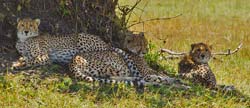 292-Cheetah Family  5J8E8954