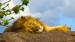 295-Male Lion  5J8E8998