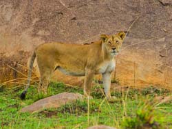 297-Female Lion  5J8E9028