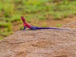 298-Agama Lizard  5J8E9016
