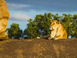 299-Lioness  5J8E9040