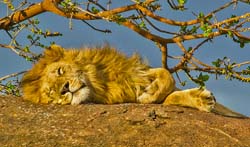 301-Lion Napping  5J8E9052