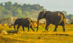 302-Elephants  5J8E9069