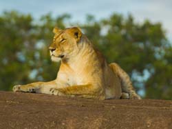 303-Lioness  5J8E9065