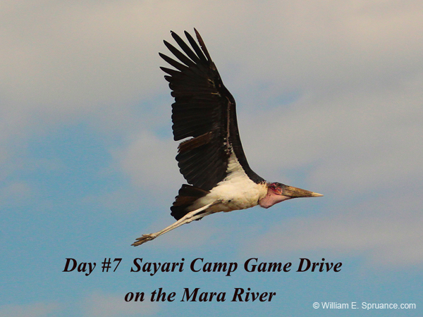 307-Marabou Stork  5J8E9226