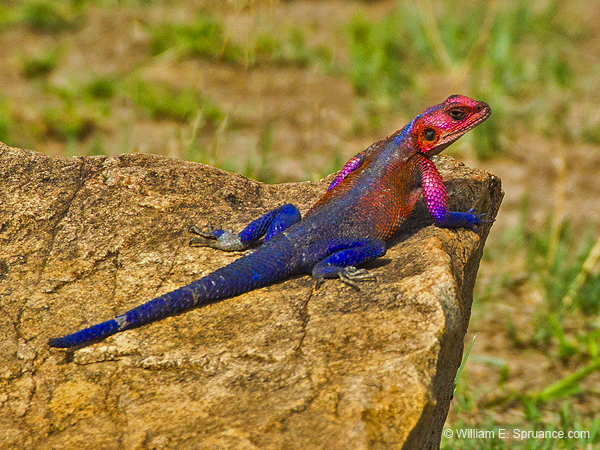 323-Agama Lizard  5J8E9257