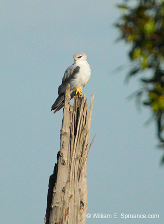 326-Black-shouldered Kite  5J8E9165