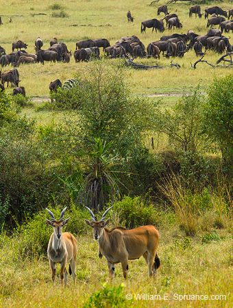 327-Common Eland & Wildebeasts  5J8E9250