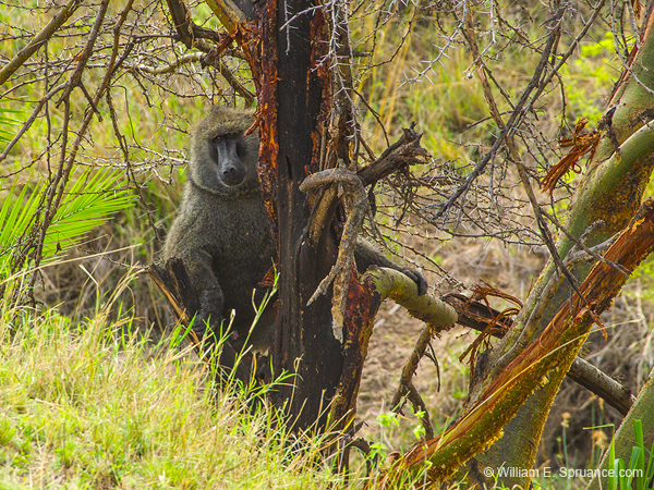 330-Olive Baboon  5J8E9253
