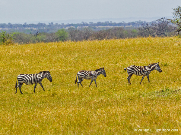 338-Zebra Migration  5J8E9306