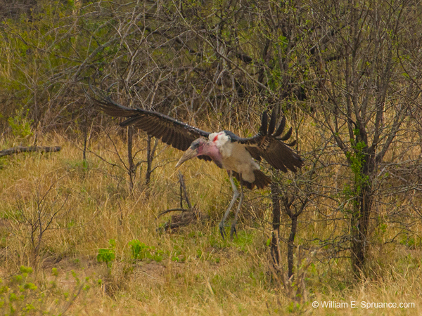 345-Marabou Stork Landing  11U5B4530