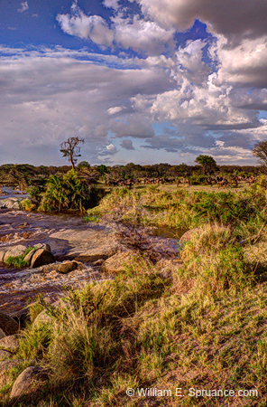 348-Mara River Landscape  11U5B4638
