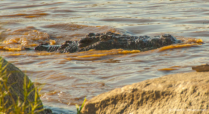 361-Croc in the Mara River  11U5B4632