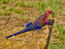 323-Agama Lizard  5J8E9257