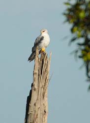 326-Black-shouldered Kite  5J8E9165