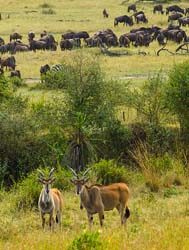 327-Common Eland & Wildebeasts  5J8E9250