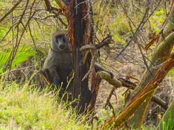 330-Olive Baboon  5J8E9253