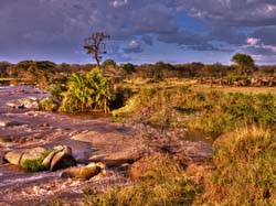 335-The Mara River  11U5B4658