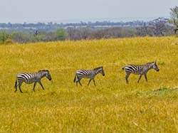 338-Zebra Migration  5J8E9306