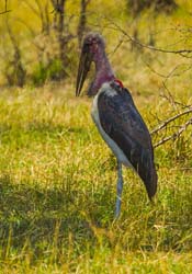 342-Marabou Stork  5J8E9330