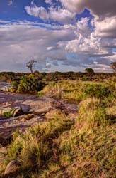 348-Mara River Landscape  11U5B4638