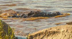 361-Croc in the Mara River  11U5B4632
