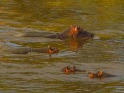 365-Hippos in the Mara River  5J8E9436