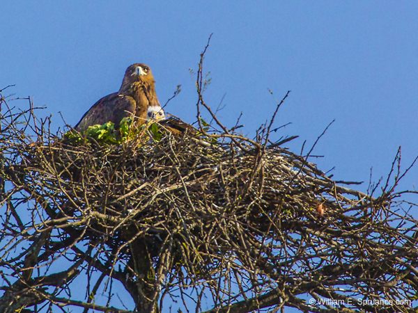 371-Brown Snake Eagle with Chick  5J8E9448
