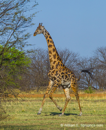 372-Giraffe on the Run  5J8E9460