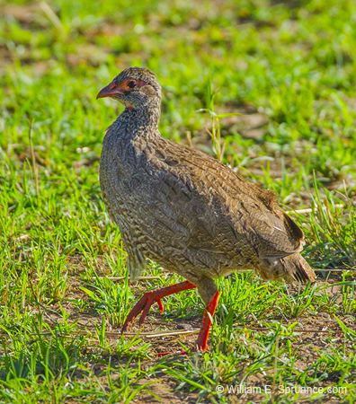 373-Red-necked Spurfowl  5J8E9473
