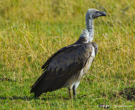 380-White-backed Vulture  5J8E9502