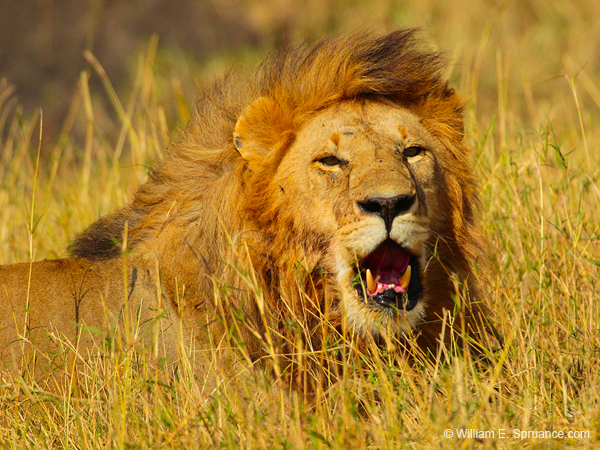 381-Male Lion  5J8E9642