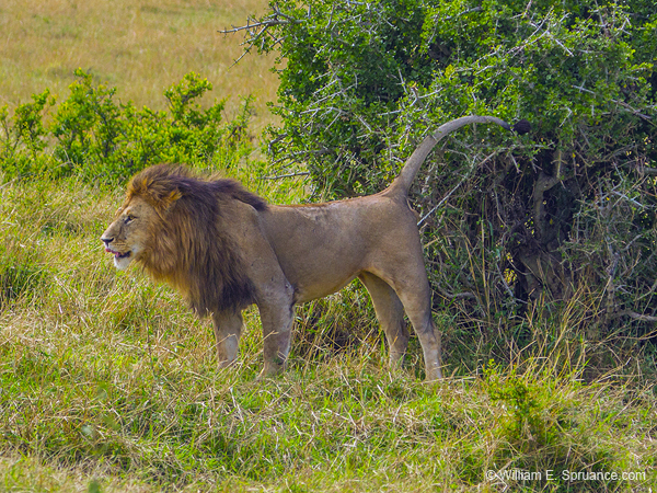 385-Marking His Territory  5J8E9723