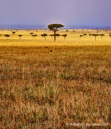 389-Plains Landscape  11U5B4688