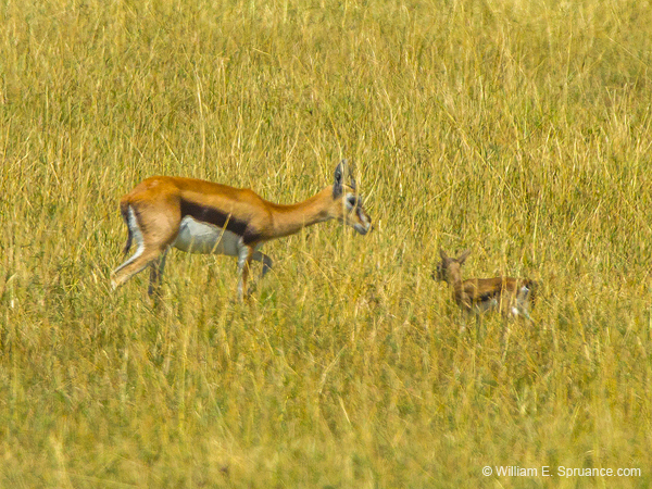 390-Thomsons Gazelle Hiding a Juvenile  5J8E9749