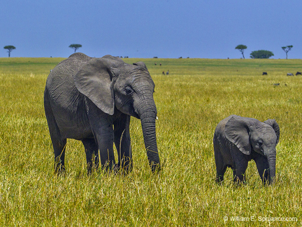 392-Elephants on the Plain  5J8E9842