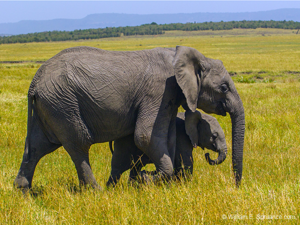 395-Elephants on the Plane  5J8E9843