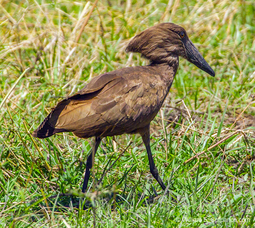 396-Hamerkop  5J8E9892