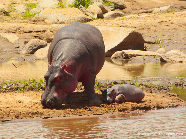 397-Hippo with Juvenile  5J8E9910