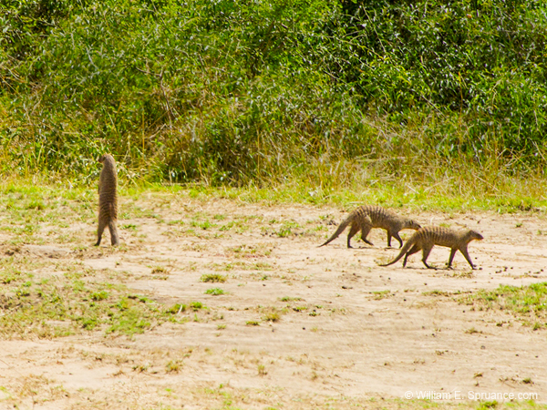 398-Banded Mongoose Pack  5J8E9925