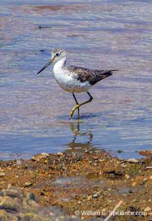 399-Lesser Yellowlegs  5J8E9929