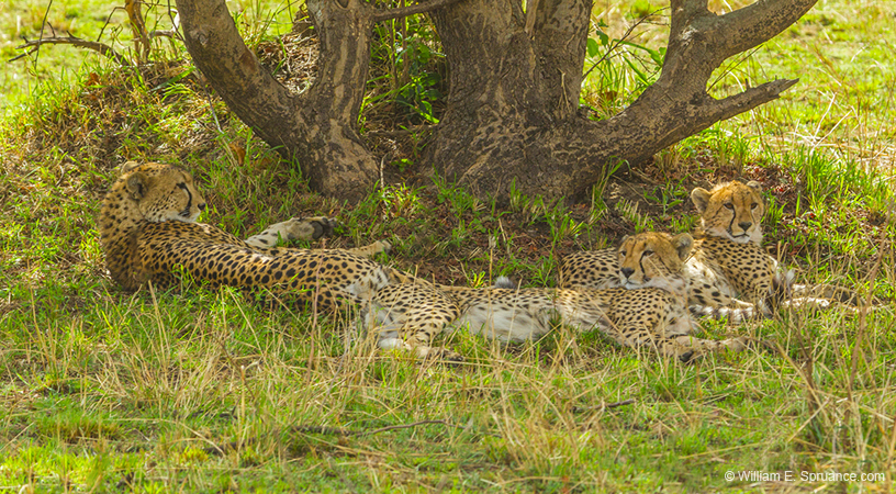 400-Cheetahs in the Shade  5J8E9944
