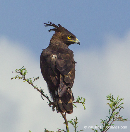 402-Long-crested Eagle  5J8E9996