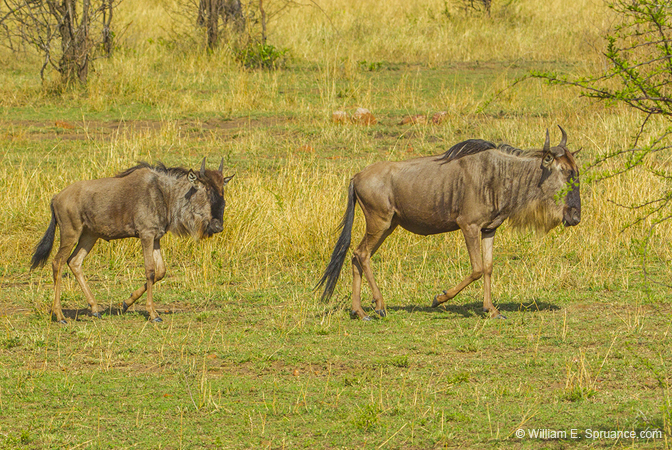 403-Wildebeasts  6J8E0008