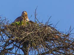 371-Brown Snake Eagle with Chick  5J8E9448